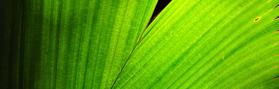 green leaf palm - 